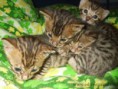 /album/the-long-awaited-litter-a-/a2013-03-30-evening-sunbeam-bengal-cats-bengal-katzen-kitten-bengali-macska-3-jpg/